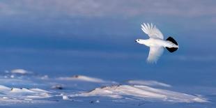Willow Grouse (Lagopus Lagopus) Flock in Flight in Snow, Utsjoki, Finland, October-Markus Varesvuo-Photographic Print