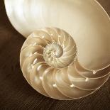 Natural Nautilus-Marlana Semenza-Framed Art Print