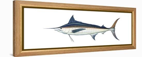 Marlin (Makaira Nigricans), Blue Marlin, Fishes-Encyclopaedia Britannica-Framed Stretched Canvas