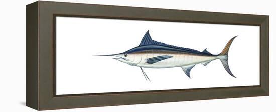 Marlin (Makaira Nigricans), Blue Marlin, Fishes-Encyclopaedia Britannica-Framed Stretched Canvas