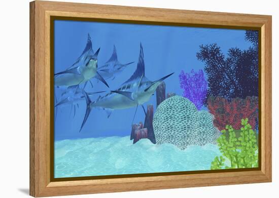 Marlin Predatory Fish Look for Prey around an Ocean Coral Reef-Stocktrek Images-Framed Stretched Canvas