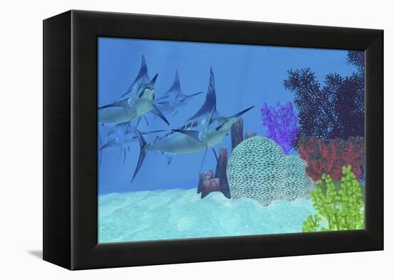 Marlin Predatory Fish Look for Prey around an Ocean Coral Reef-Stocktrek Images-Framed Stretched Canvas