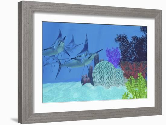 Marlin Predatory Fish Look for Prey around an Ocean Coral Reef-Stocktrek Images-Framed Art Print