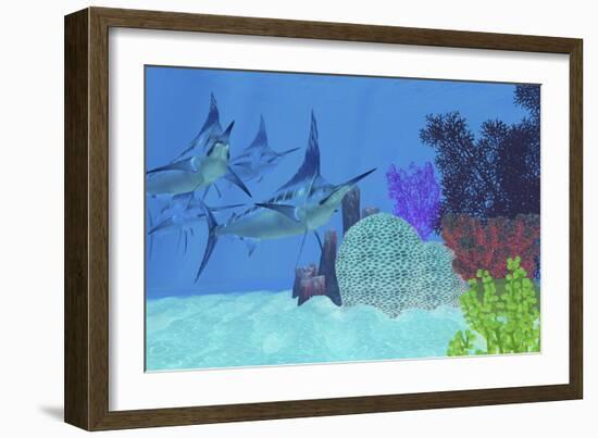 Marlin Predatory Fish Look for Prey around an Ocean Coral Reef-Stocktrek Images-Framed Art Print