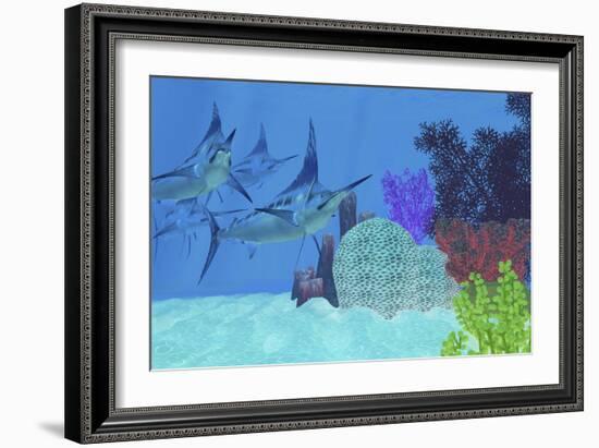 Marlin Predatory Fish Look for Prey around an Ocean Coral Reef-Stocktrek Images-Framed Art Print