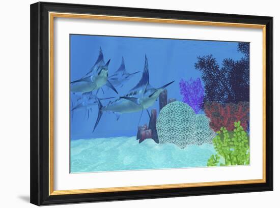 Marlin Predatory Fish Look for Prey around an Ocean Coral Reef-Stocktrek Images-Framed Art Print