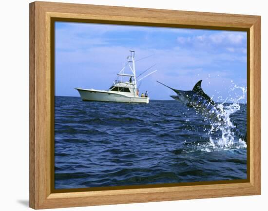 Marlin with Fishing Boat in Background-null-Framed Premier Image Canvas