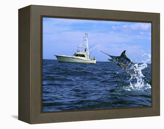 Marlin with Fishing Boat in Background-null-Framed Premier Image Canvas