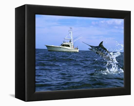 Marlin with Fishing Boat in Background-null-Framed Premier Image Canvas