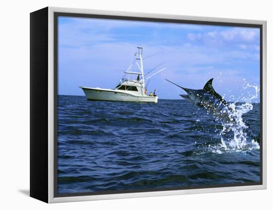 Marlin with Fishing Boat in Background-null-Framed Premier Image Canvas