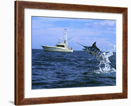Marlin with Fishing Boat in Background-null-Framed Photographic Print