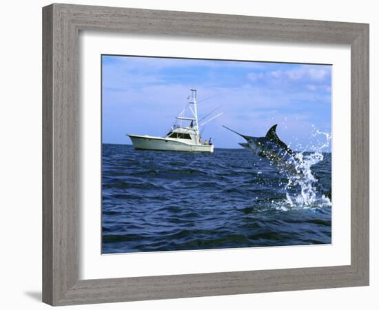 Marlin with Fishing Boat in Background-null-Framed Photographic Print