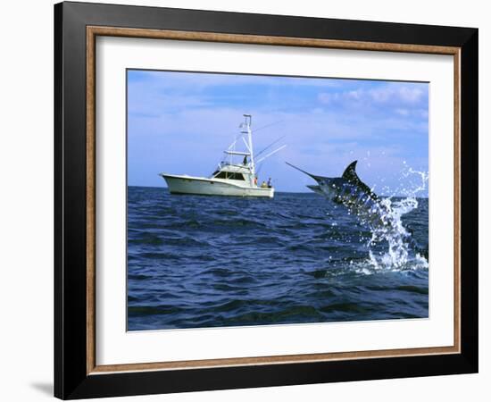 Marlin with Fishing Boat in Background-null-Framed Photographic Print