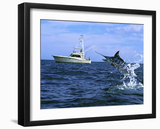 Marlin with Fishing Boat in Background-null-Framed Photographic Print