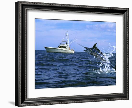 Marlin with Fishing Boat in Background-null-Framed Photographic Print