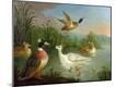 Giclee Print