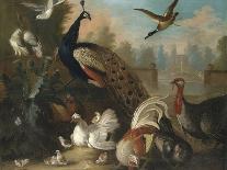 A Peacock and Other Birds in an Ornamental Landscape-Marmaduke Cradock-Framed Giclee Print