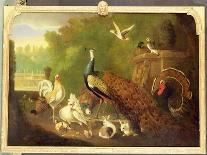 A Peacock and Other Birds in an Ornamental Landscape-Marmaduke Cradock-Premier Image Canvas