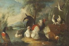 Two Peacocks, Doves, Chickens and a Rooster in a Parkland-Marmaduke Cradock-Giclee Print