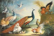 A Peacock and Other Birds in an Ornamental Landscape-Marmaduke Cradock-Framed Premier Image Canvas
