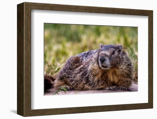 Marmot at Palouse Falls State Park in Washington State, USA-Chuck Haney-Framed Photographic Print