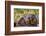 Marmot at Palouse Falls State Park in Washington State, USA-Chuck Haney-Framed Photographic Print