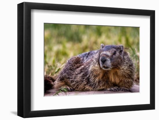 Marmot at Palouse Falls State Park in Washington State, USA-Chuck Haney-Framed Photographic Print