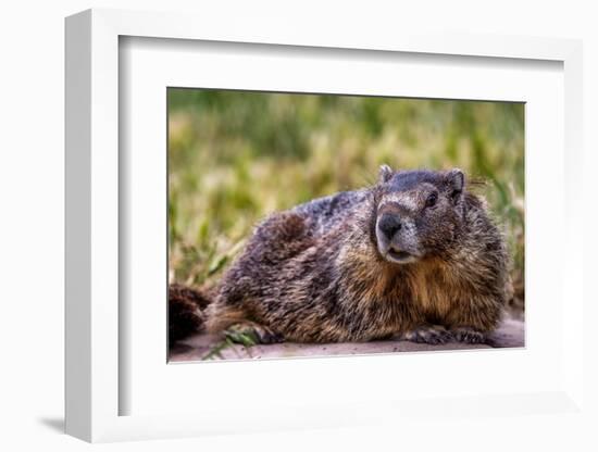 Marmot at Palouse Falls State Park in Washington State, USA-Chuck Haney-Framed Photographic Print