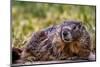 Marmot at Palouse Falls State Park in Washington State, USA-Chuck Haney-Mounted Photographic Print