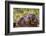 Marmot at Palouse Falls State Park in Washington State, USA-Chuck Haney-Framed Photographic Print