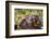Marmot at Palouse Falls State Park in Washington State, USA-Chuck Haney-Framed Photographic Print