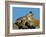 Marmot in Alaska-Charles Glover-Framed Giclee Print