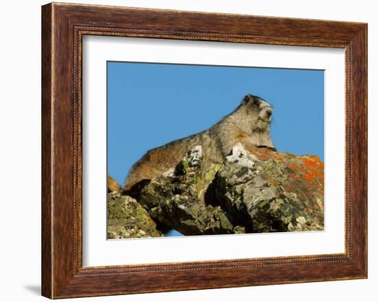 Marmot in Alaska-Charles Glover-Framed Giclee Print