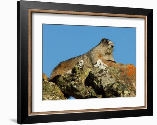 Marmot in Alaska-Charles Glover-Framed Giclee Print