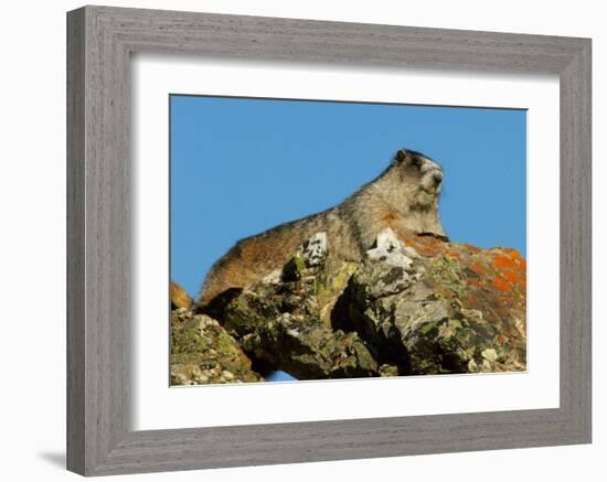 Marmot in Alaska-Charles Glover-Framed Giclee Print