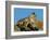 Marmot in Alaska-Charles Glover-Framed Giclee Print