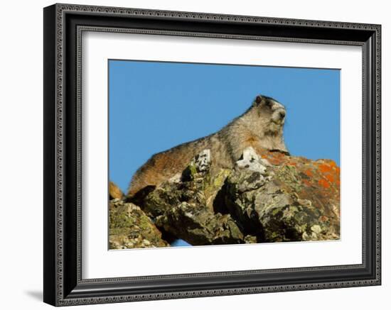 Marmot in Alaska-Charles Glover-Framed Giclee Print