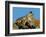 Marmot in Alaska-Charles Glover-Framed Giclee Print