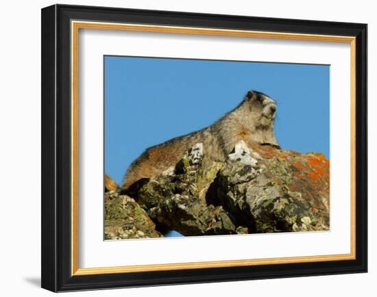 Marmot in Alaska-Charles Glover-Framed Giclee Print