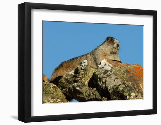 Marmot in Alaska-Charles Glover-Framed Giclee Print