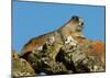 Marmot in Alaska-Charles Glover-Mounted Giclee Print