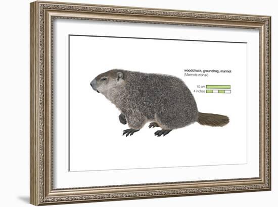 Marmot (Marmota Monax), Groundhog, Woodchuck, Mammals-Encyclopaedia Britannica-Framed Art Print