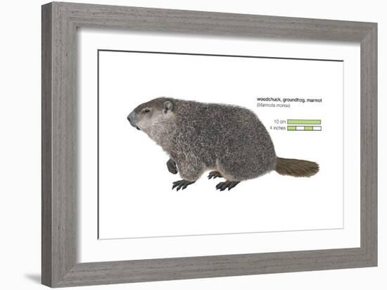 Marmot (Marmota Monax), Groundhog, Woodchuck, Mammals-Encyclopaedia Britannica-Framed Art Print