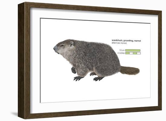 Marmot (Marmota Monax), Groundhog, Woodchuck, Mammals-Encyclopaedia Britannica-Framed Art Print