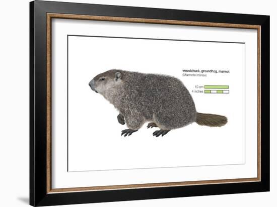 Marmot (Marmota Monax), Groundhog, Woodchuck, Mammals-Encyclopaedia Britannica-Framed Art Print