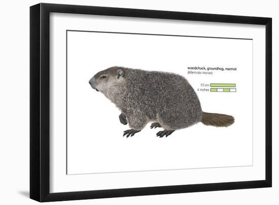 Marmot (Marmota Monax), Groundhog, Woodchuck, Mammals-Encyclopaedia Britannica-Framed Art Print