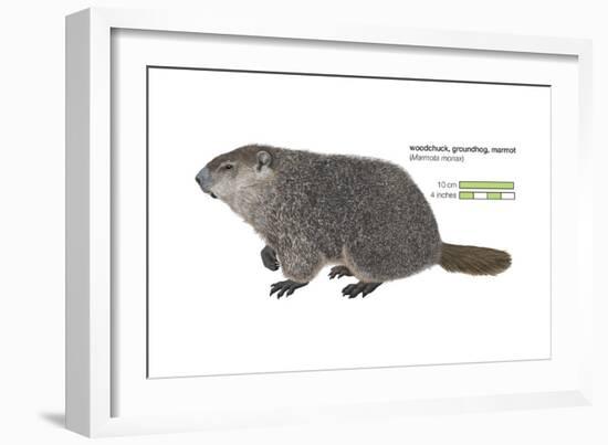 Marmot (Marmota Monax), Groundhog, Woodchuck, Mammals-Encyclopaedia Britannica-Framed Art Print