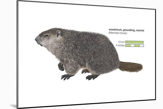 Marmot (Marmota Monax), Groundhog, Woodchuck, Mammals-Encyclopaedia Britannica-Mounted Art Print