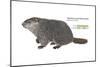 Marmot (Marmota Monax), Groundhog, Woodchuck, Mammals-Encyclopaedia Britannica-Mounted Art Print