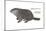 Marmot (Marmota Monax), Groundhog, Woodchuck, Mammals-Encyclopaedia Britannica-Mounted Art Print